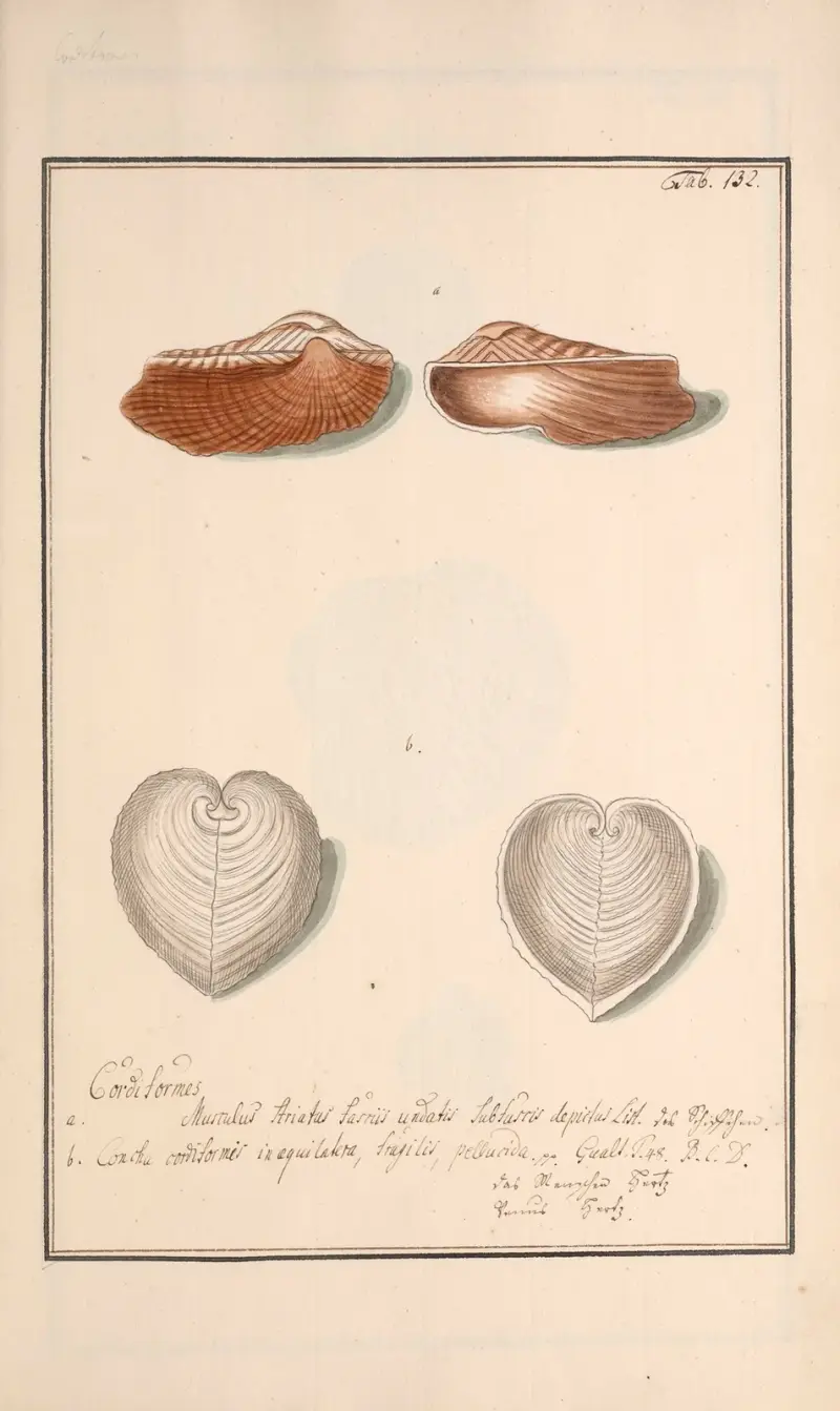 Conchylia picta ad naturam a pictore academico Pl.132 von Andreas Friedrich Happe