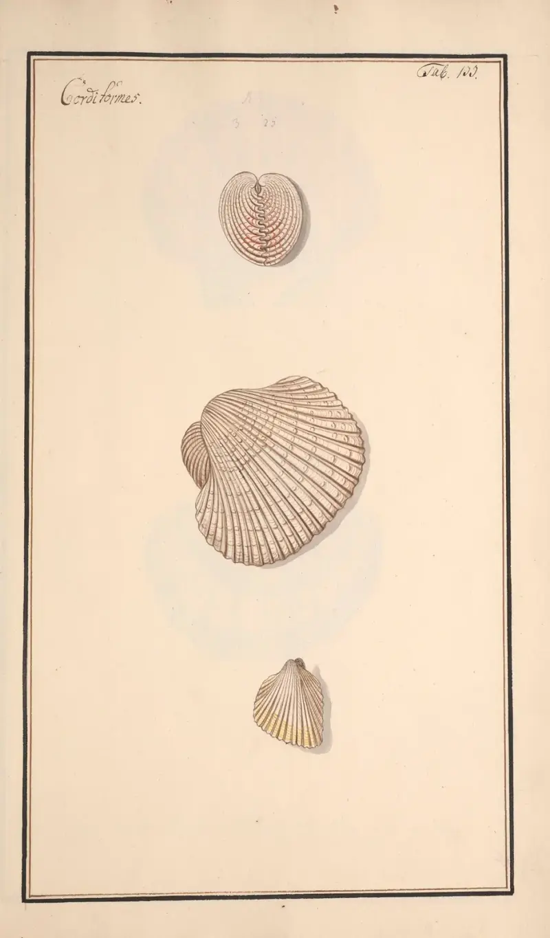 Conchylia picta ad naturam a pictore academico Pl.133 av Andreas Friedrich Happe