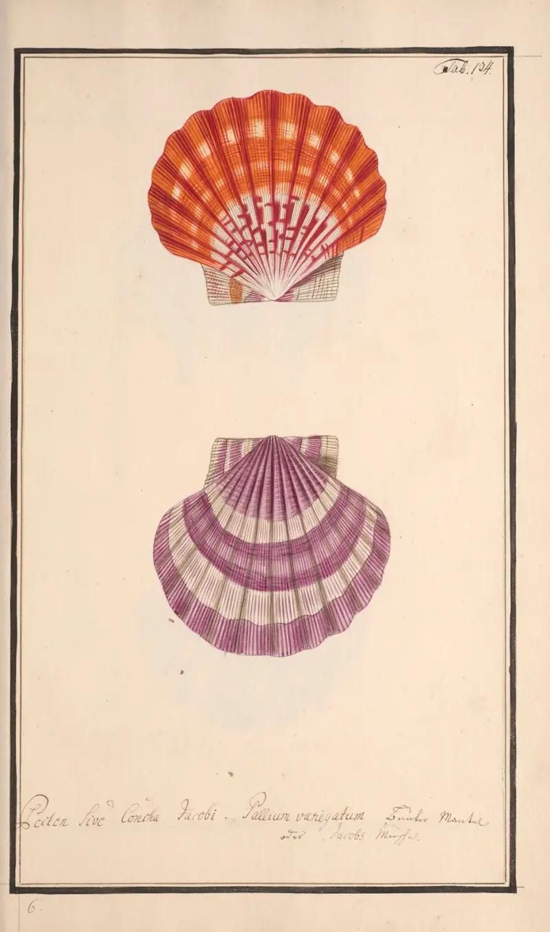 Conchylia picta ad naturam a pictore academico Pl.134 av Andreas Friedrich Happe