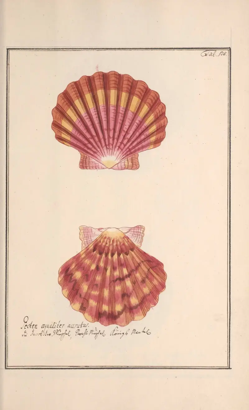 Conchylia picta ad naturam a pictore academico Pl.135 av Andreas Friedrich Happe