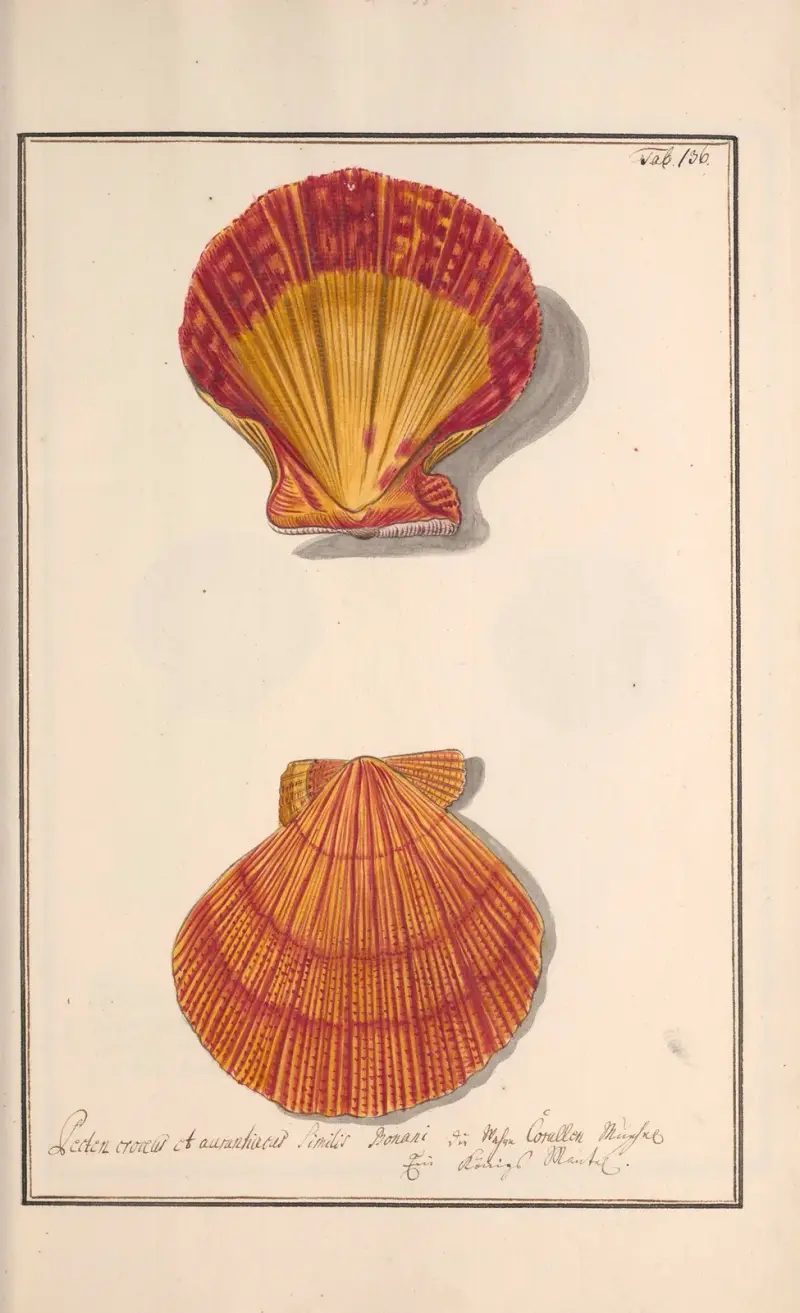 Conchylia picta ad naturam a pictore academico Pl.136 av Andreas Friedrich Happe