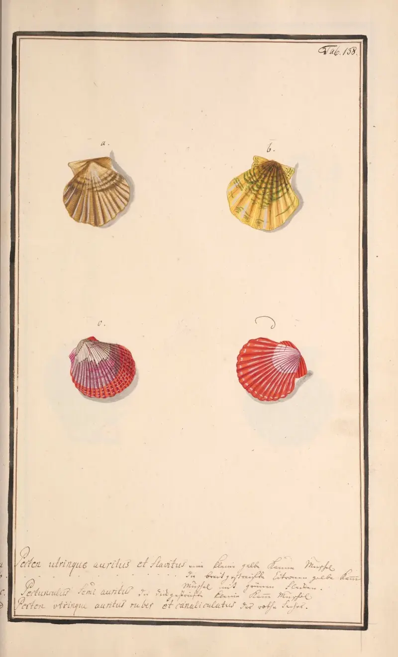 Conchylia picta ad naturam a pictore academico Pl. 138 von Andreas Friedrich Happe