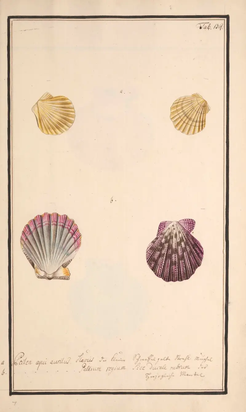Conchylia picta ad naturam a pictore academico Tabl. 139, Andreas Friedrich Happe