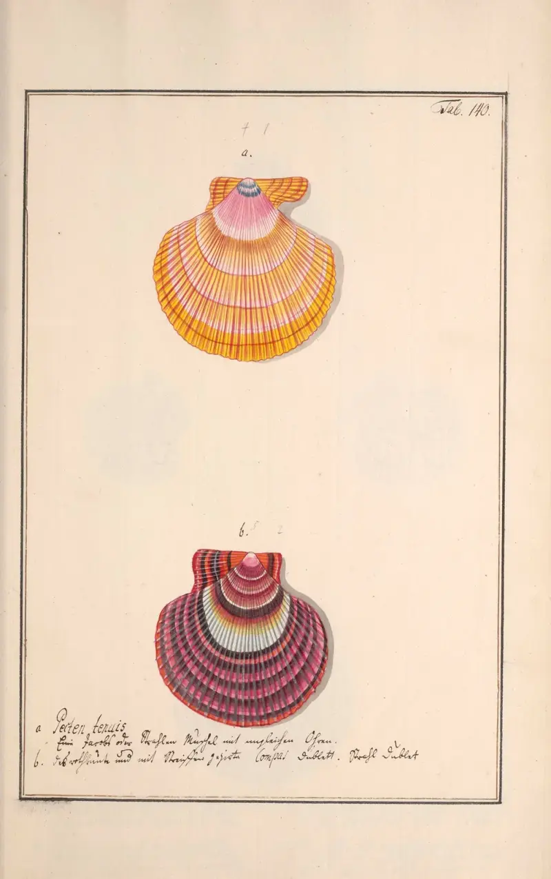 Conchylia picta ad naturam a pictore academico Pl.140 av Andreas Friedrich Happe