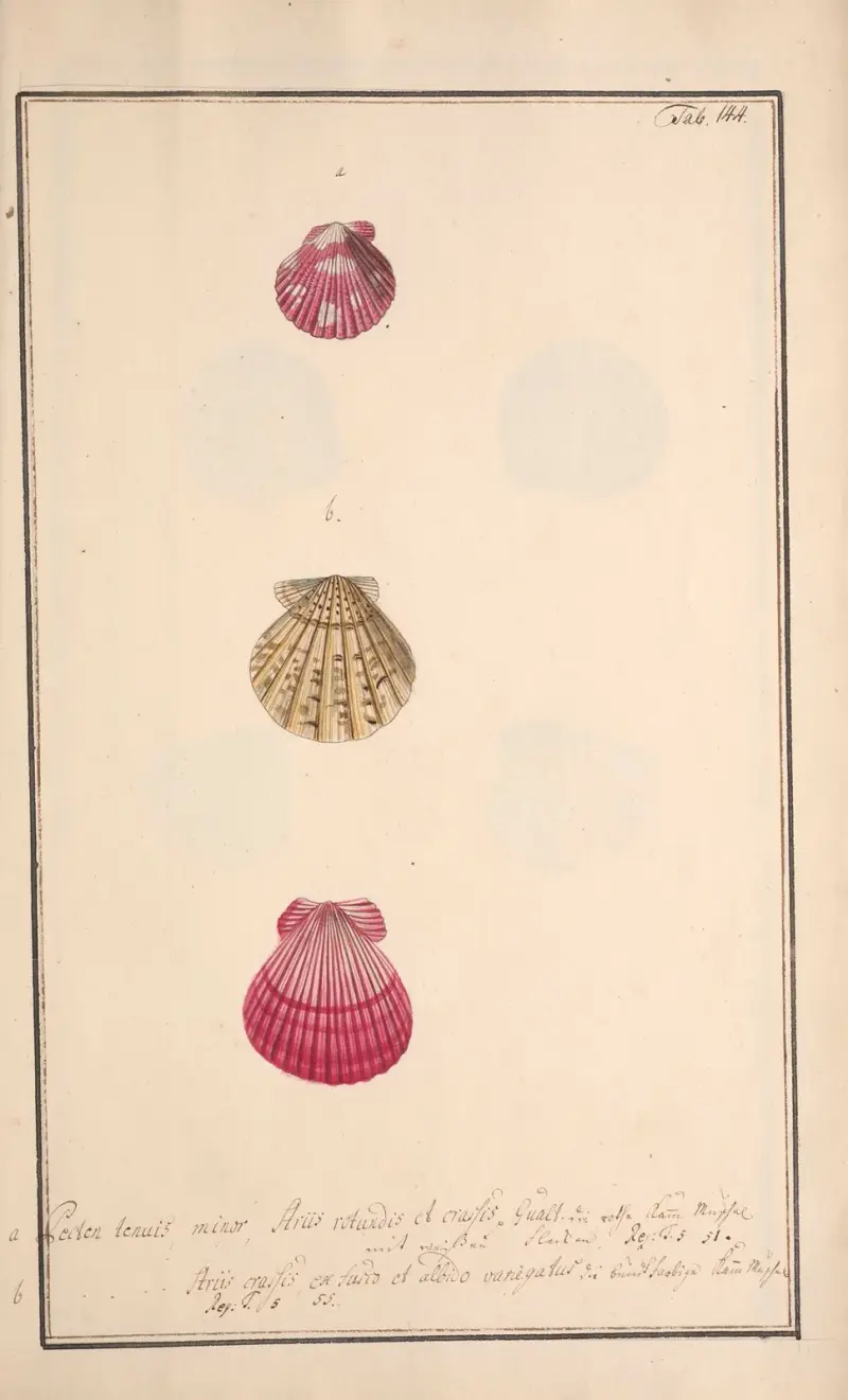 Conchylia picta ad naturam a pictore academico Pl.144 von Andreas Friedrich Happe