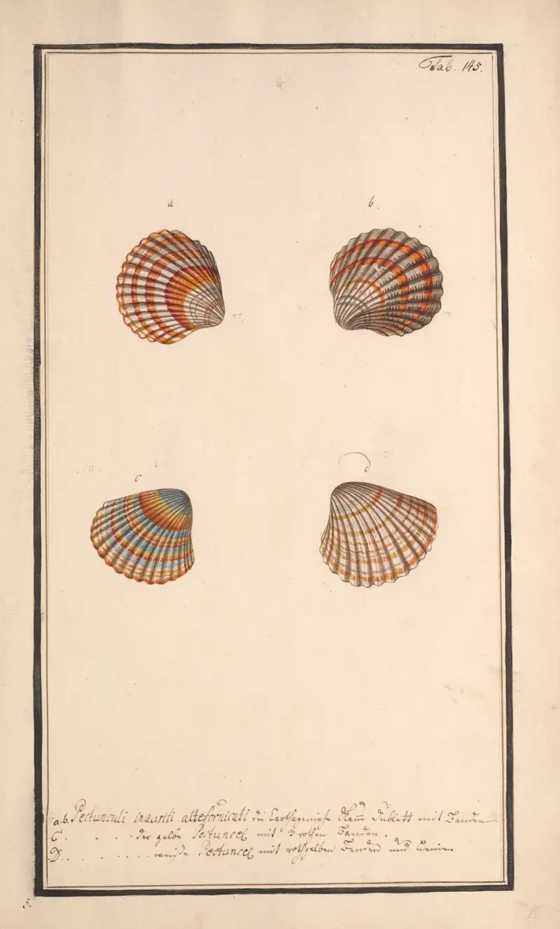 Conchylia picta ad naturam a pictore academico Pl.145 av Andreas Friedrich Happe