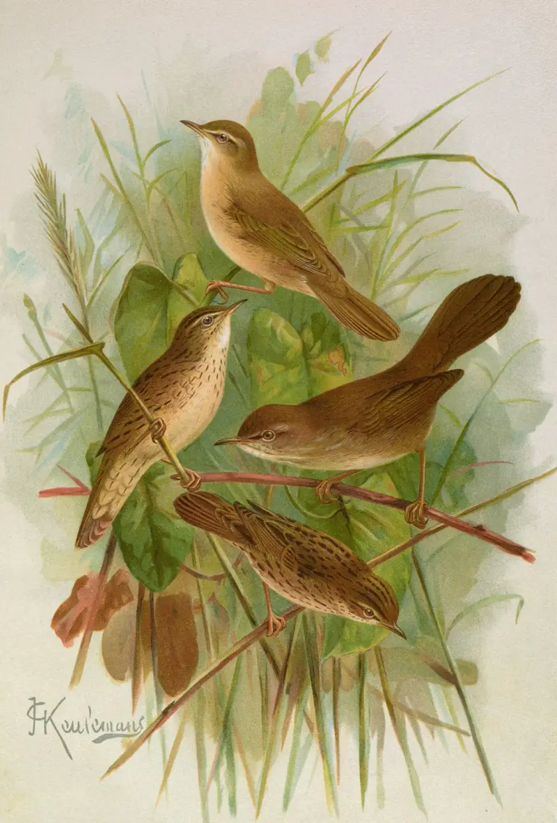 Acrocephalus agricolus Jardon, Cettia cetti (Marm.), Locustella lanceolata (Temm.) av Johann Friedrich Naumann