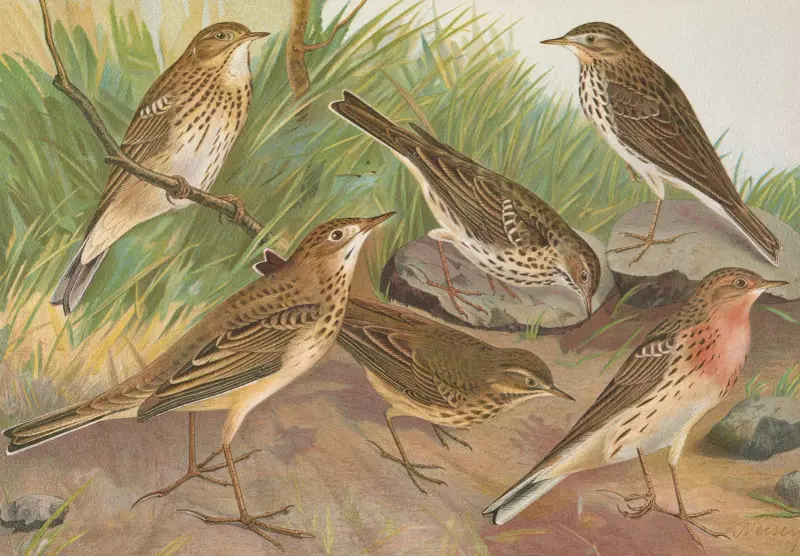 Anthus trivialis, pratensis, Richardi Vieillot, cervinus, pensilvanicus av Johann Friedrich Naumann
