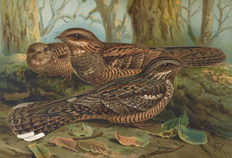 Caprimulgus europaeus av Johann Friedrich Naumann