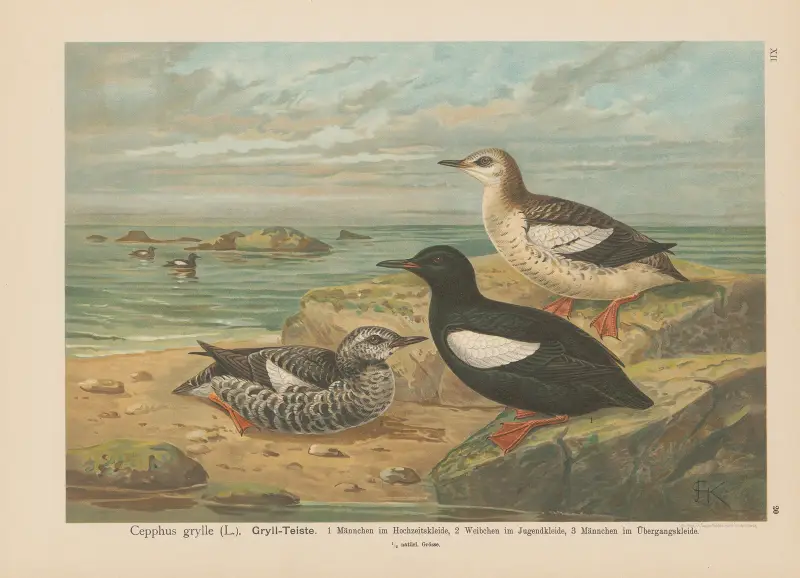 Cepphus grylle, Johann Friedrich Naumann