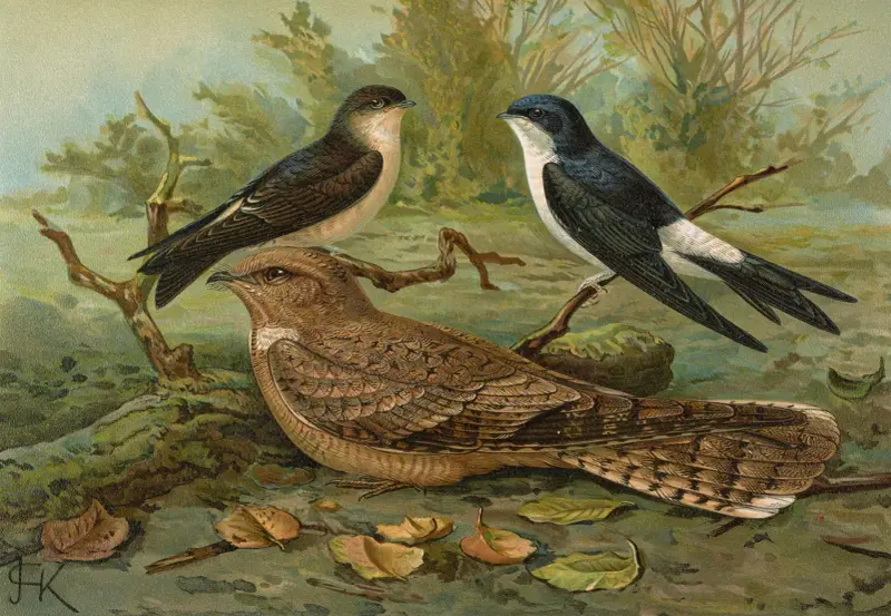 Chelidonaria urbica, Caprimulgus aegyptius Lichtenstein av Johann Friedrich Naumann