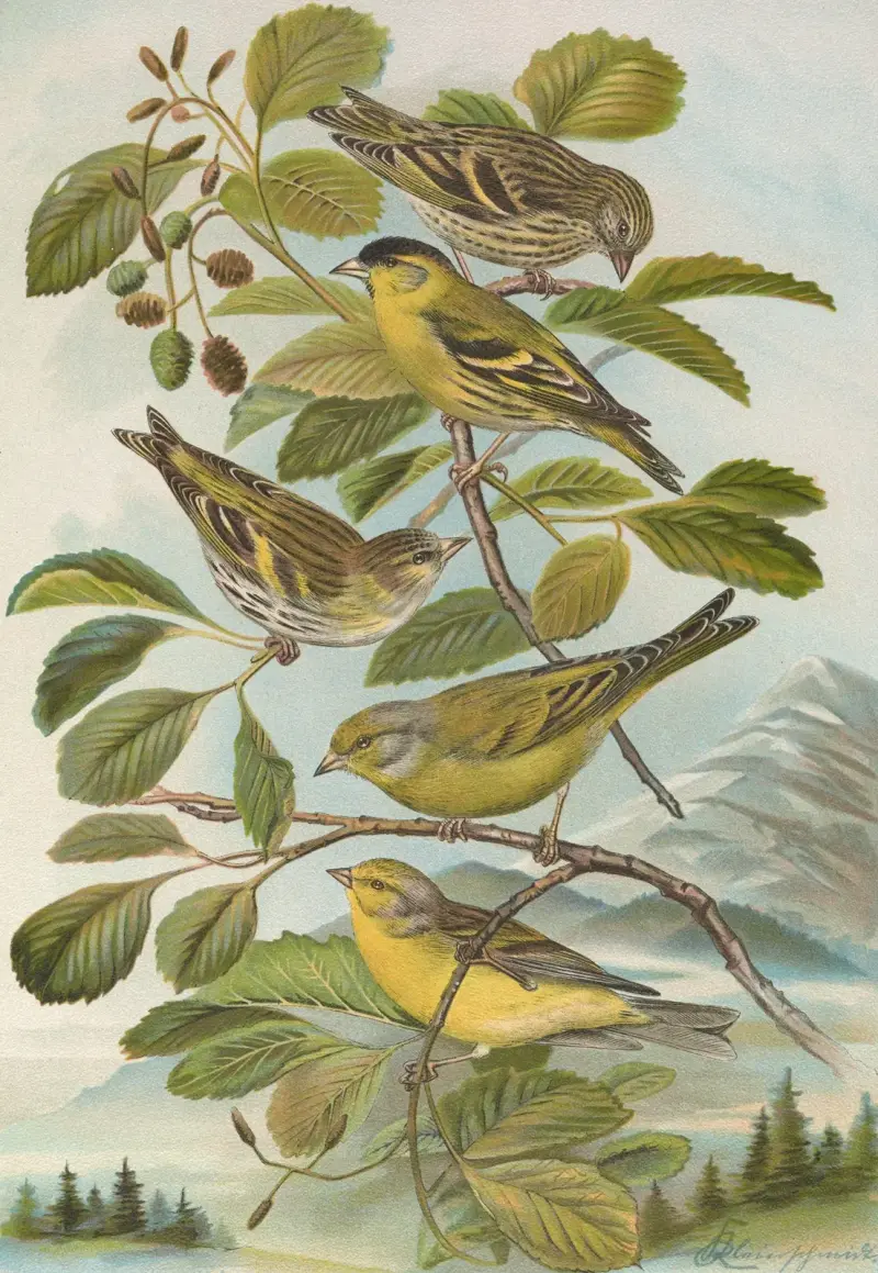 Chrysomitris spinus, Chrysomitris citrinella, Chrysomitris corsicanus (König) von Johann Friedrich Naumann