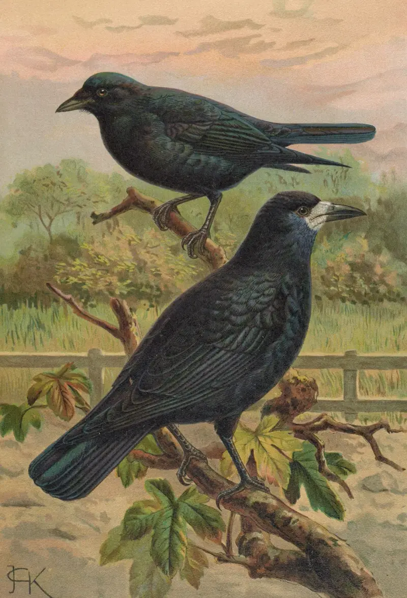 Corvus frugilegus av Johann Friedrich Naumann