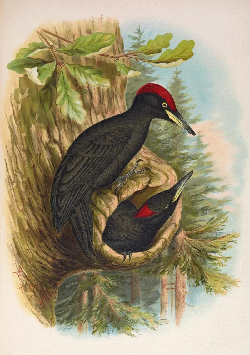 Dryocopus martius, Johann Friedrich Naumann