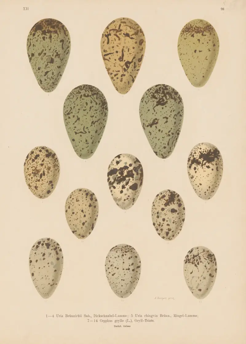 Vejcová tabule, 1904 – Nr. 5, Johann Friedrich Naumann