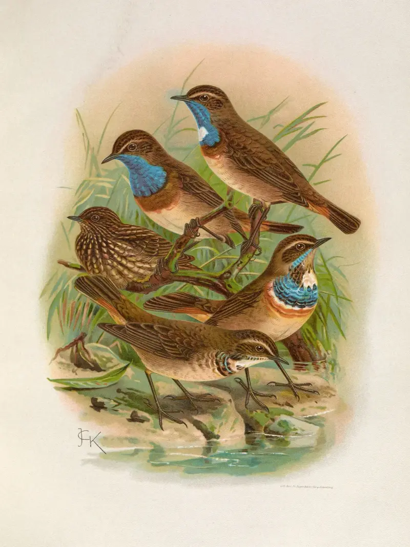 Erithacus cyaneculus, Johann Friedrich Naumann