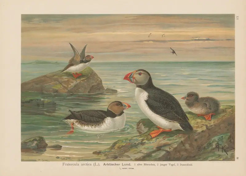 Fratercula arctica av Johann Friedrich Naumann