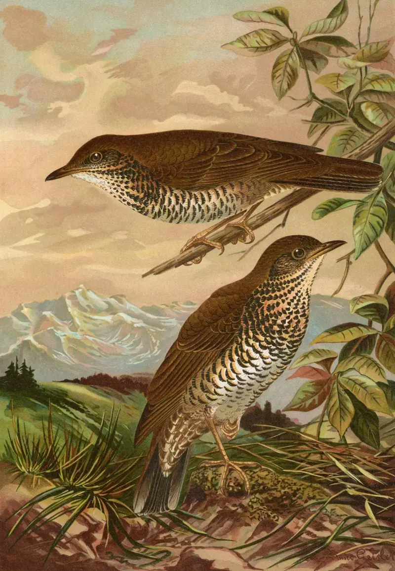 Geocichla mollissima av Johann Friedrich Naumann
