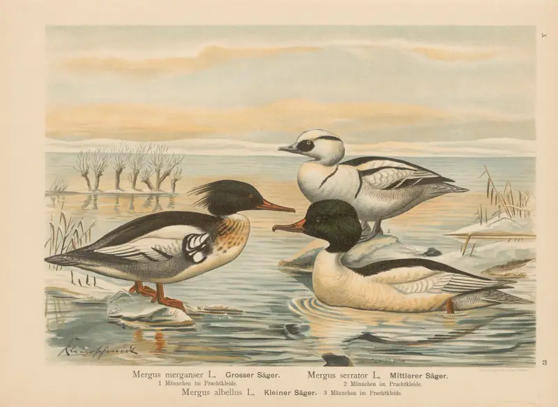 Mergus merganser, Mergus serrator, Mergus albellus – nr 3 av Johann Friedrich Naumann