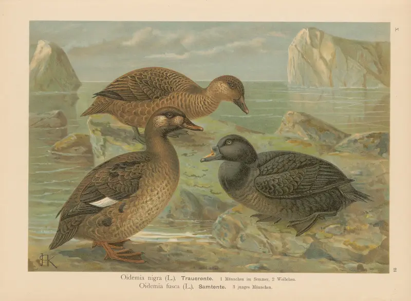Oidemia nigra, Oidemia fusca av Johann Friedrich Naumann