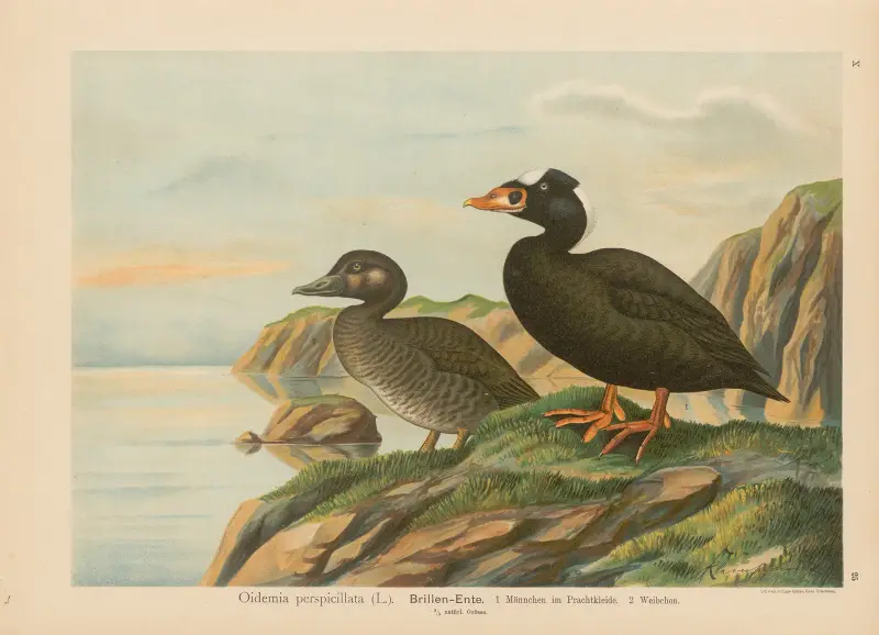 Oidemia perspicillata von Johann Friedrich Naumann