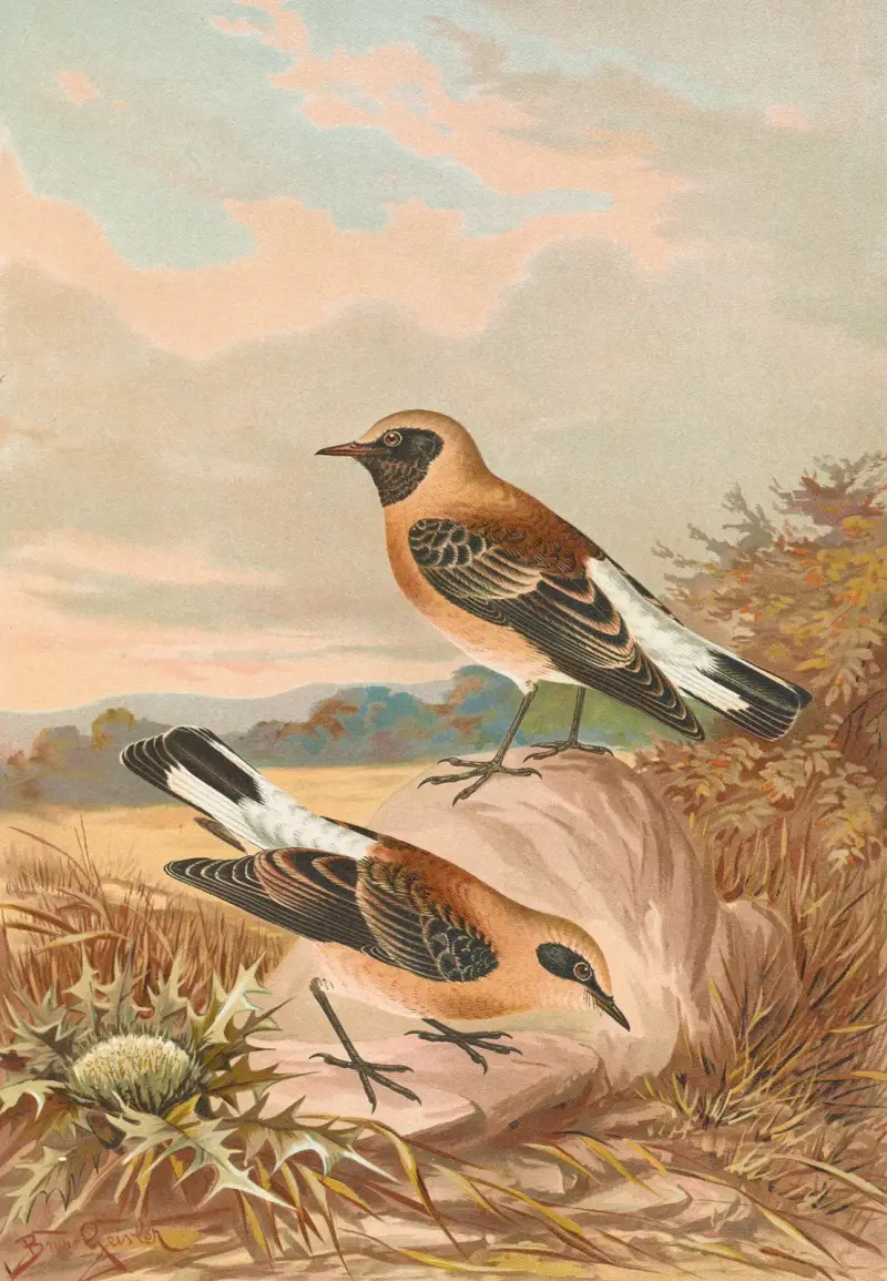 Saxicola stapazina, Saxicola aurita av Johann Friedrich Naumann