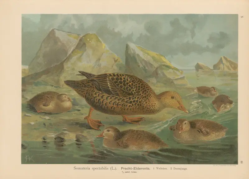Somateria spectabilis av Johann Friedrich Naumann