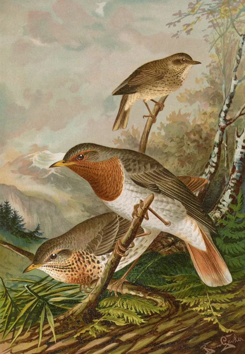 Turdus ruficollis av Johann Friedrich Naumann