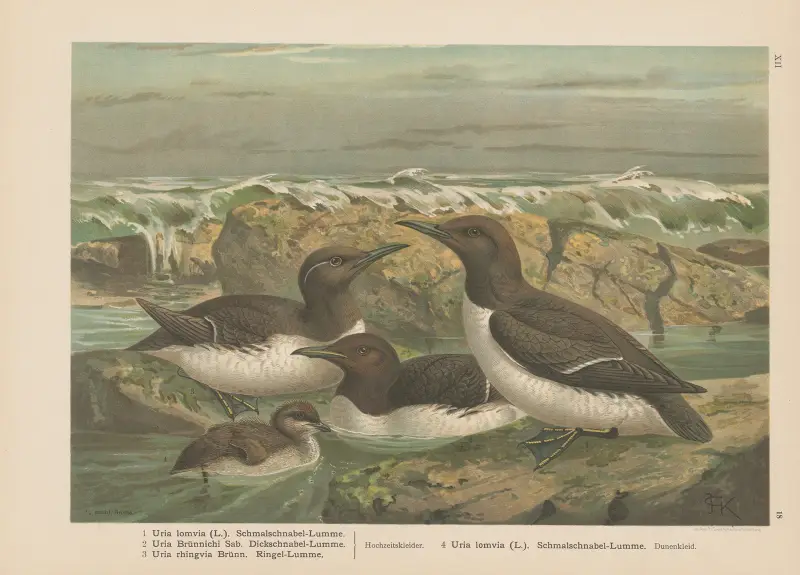 Uria lomvia, Uria Brünnichi, Uria rhingvia – nr 2 av Johann Friedrich Naumann