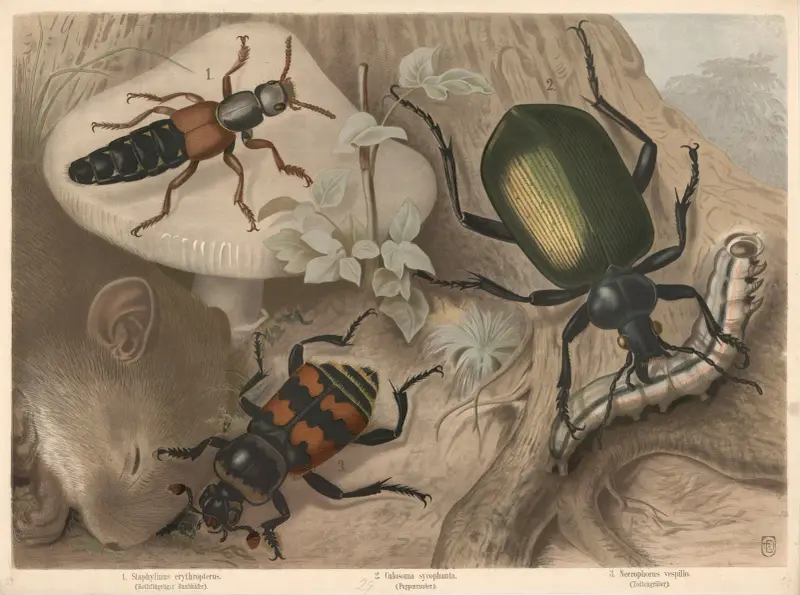 1. Staphylinus erythropterus. (Rothflügeliger Raubkäfer). 2. Calosoma sycophanta. (Puppenräuber). 3. Necrophorus vespillo. (Todtengräber) av Friedrich Specht
