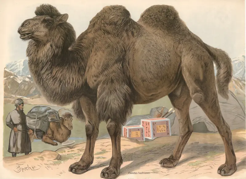 Wielbłąd dwugarbny (Camelus bactrianus), Friedrich Specht