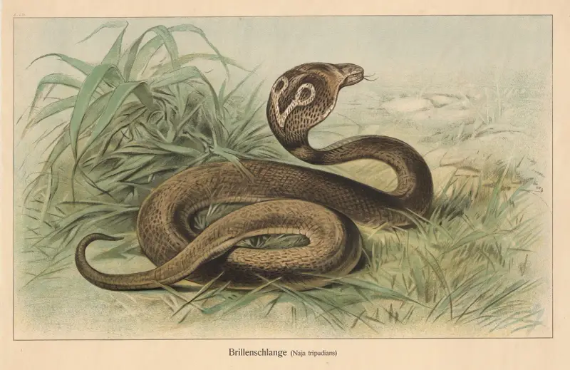 Okularnik (Naja tripudians), Friedrich Specht