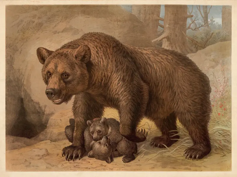 Hnědý medvěd, Friedrich Specht