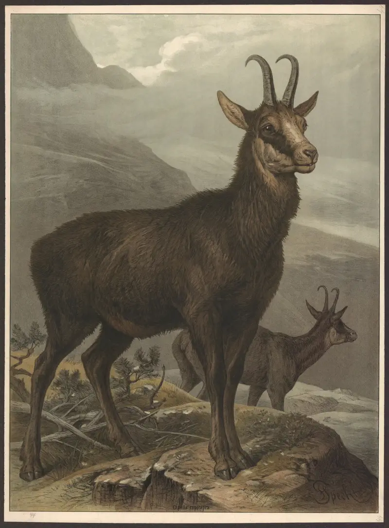 Chamois, Friedrich Specht