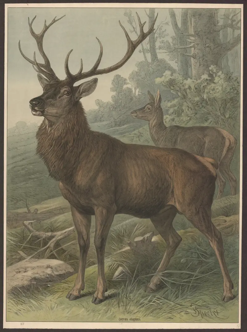 Jelen, Friedrich Specht