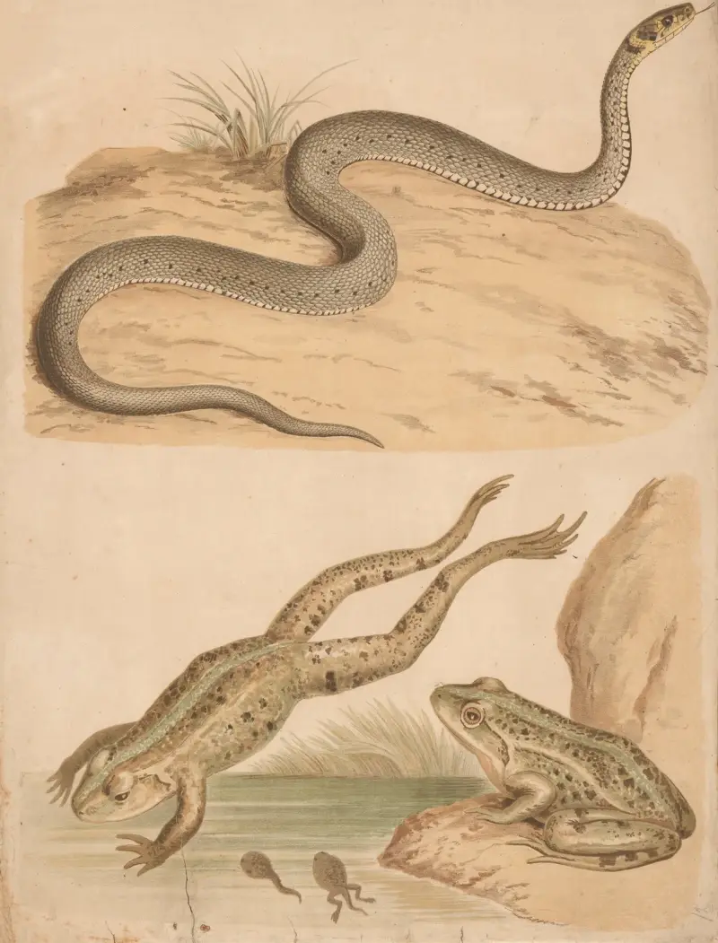 Frosch und Klapperschlange von Friedrich Specht