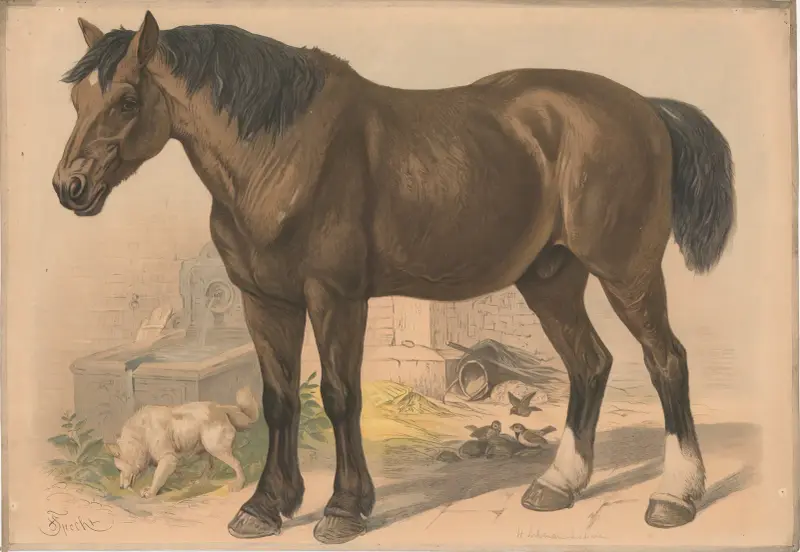 Kůň, Friedrich Specht