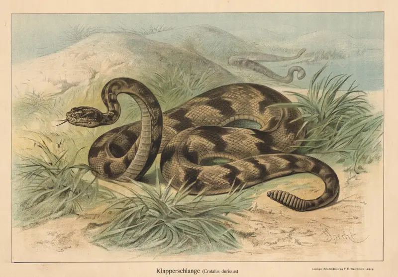Chřestýš (Crotalus durissus), Friedrich Specht