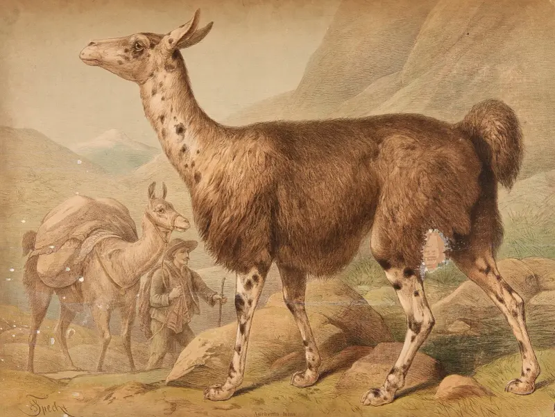 Lama (Auchenia Lama) von Friedrich Specht