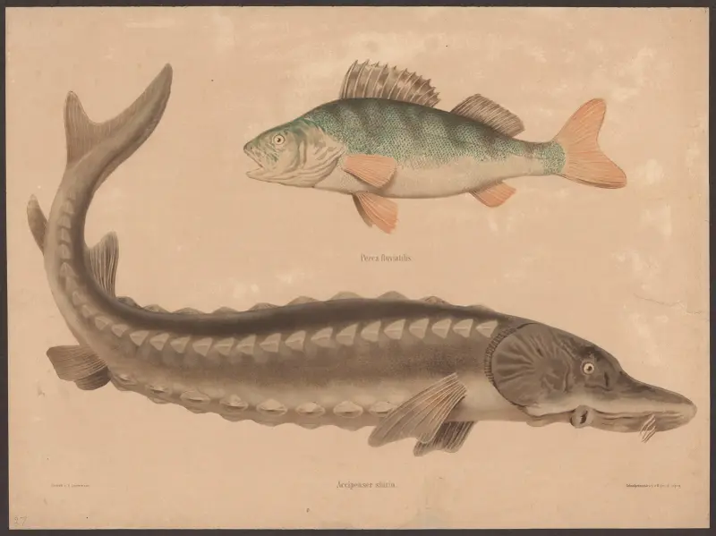 Perch (Perea fluviatilis), Sea sturgeon (Accipenser sturio) av Friedrich Specht