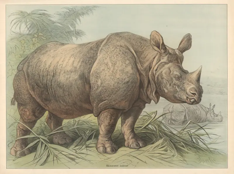 Rhinoceros indicus von Friedrich Specht