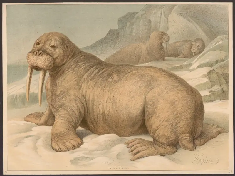 Trichechus rosmarus von Friedrich Specht