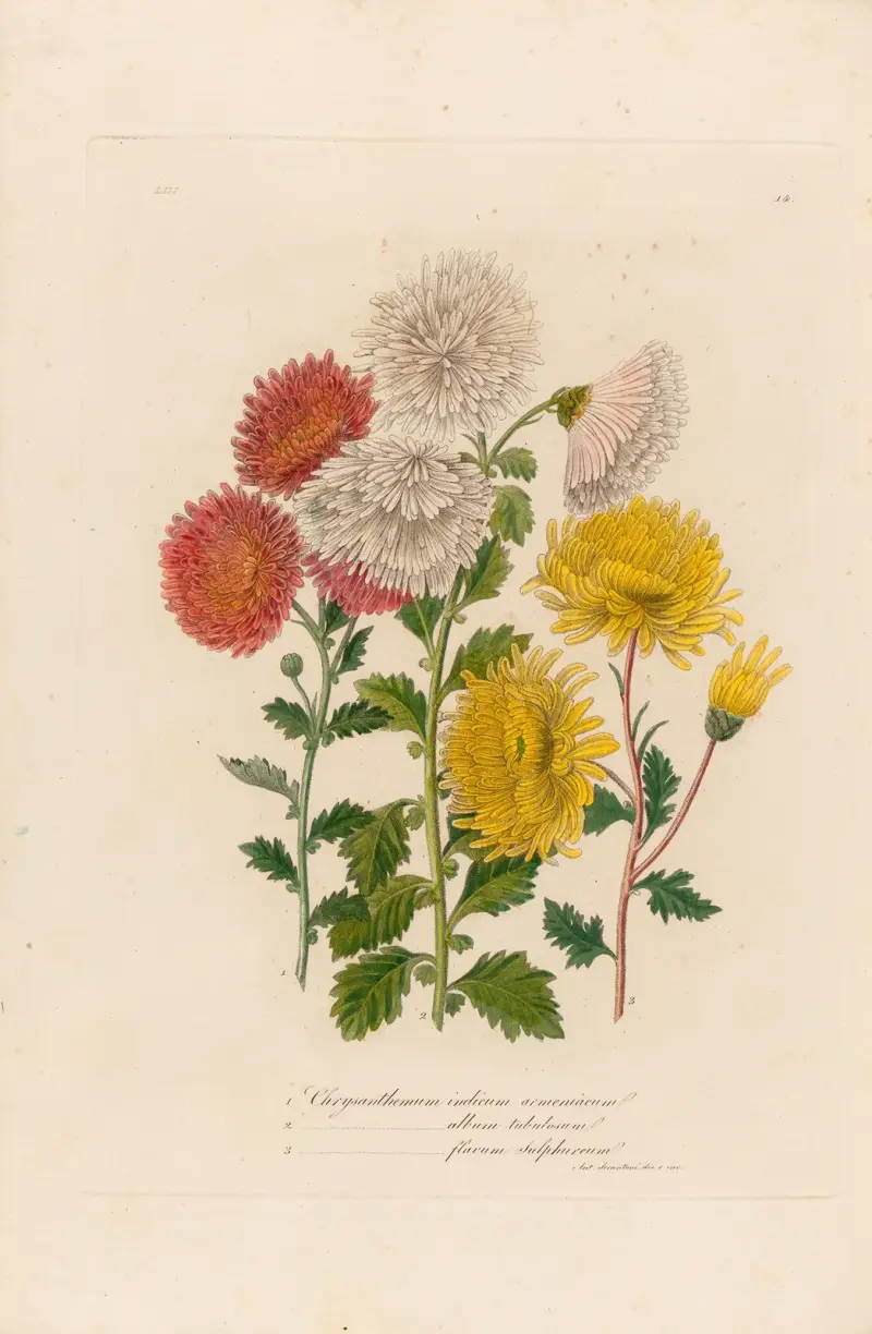 1. Chrysanthemum indicum, 2. Chrysanthemum album tubulosum, Chrysanthemum flavum sulphureum av Gaetano Savi