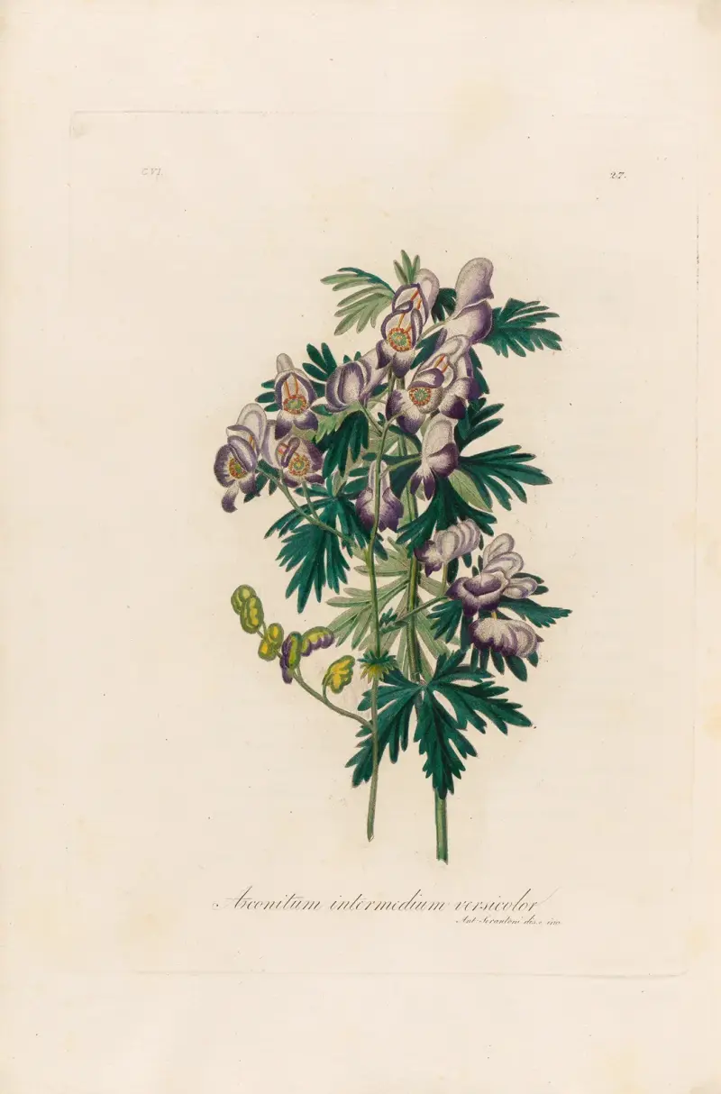 Aconitum intermedium versicolor von Gaetano Savi