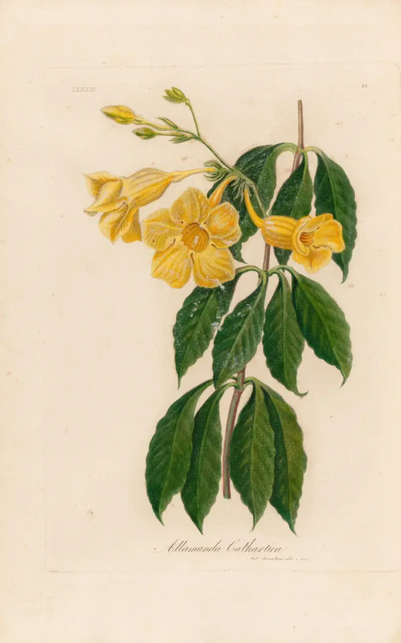 Allamanda Cathartica av Gaetano Savi