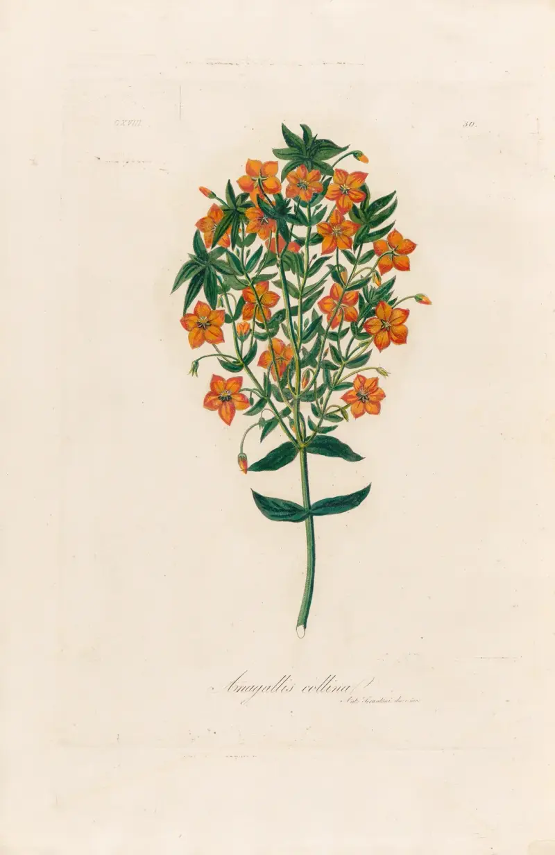 Anagallis collina av Gaetano Savi