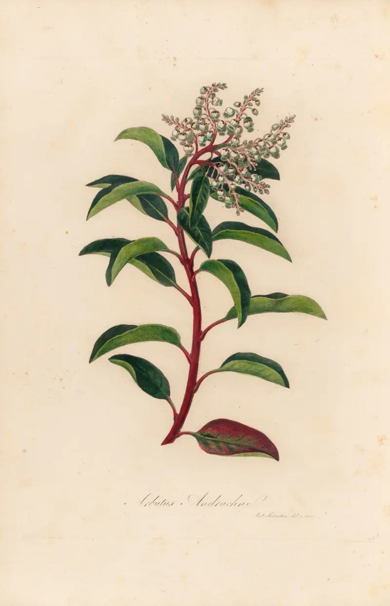 Arbutus Andrachne av Gaetano Savi