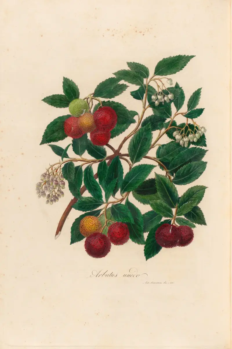 Arbutus unedo av Gaetano Savi