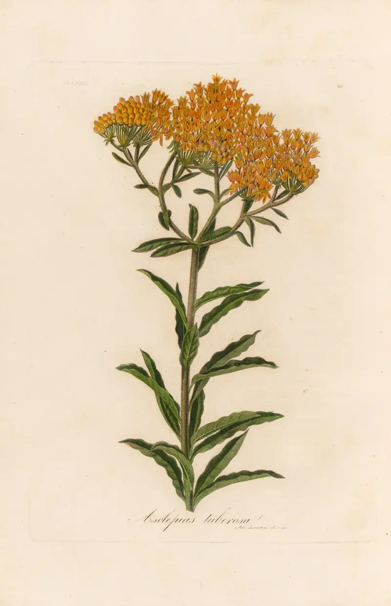 Asclepias tuberosa av Gaetano Savi