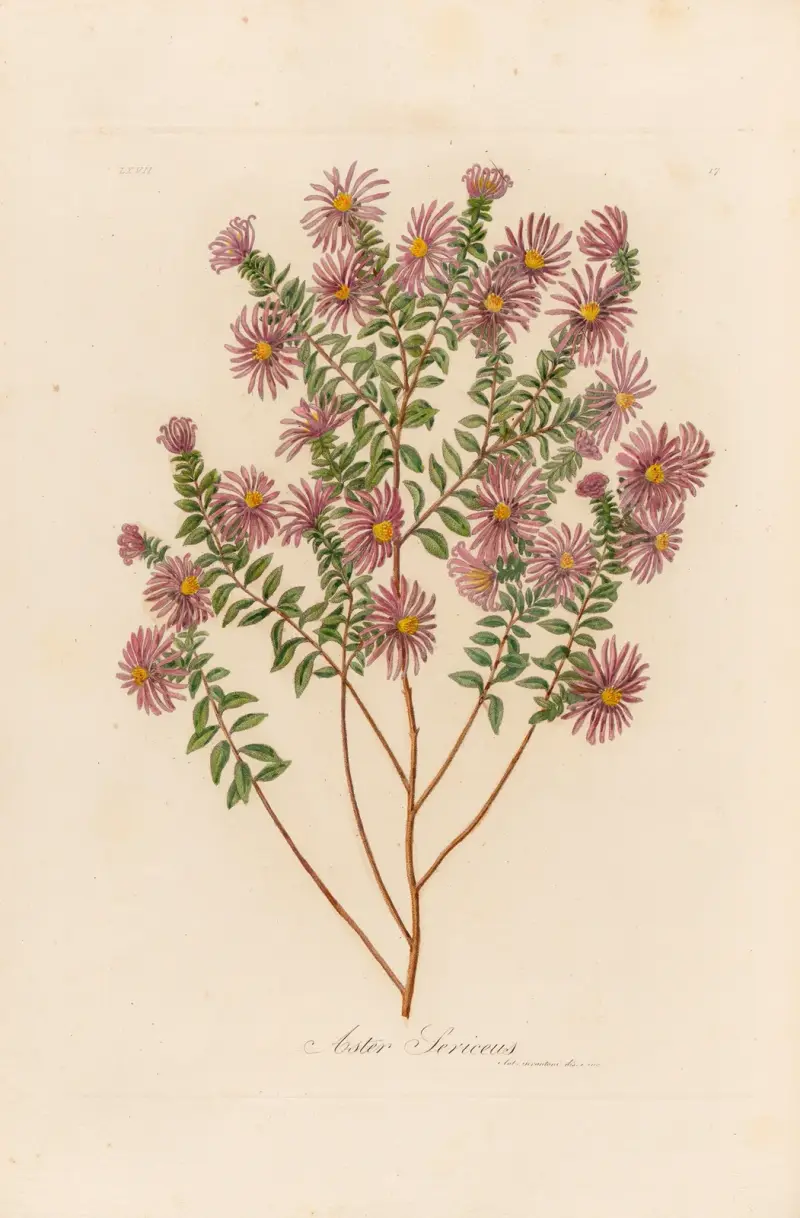 Aster Sericeus av Gaetano Savi